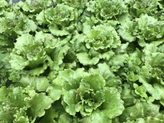 Salade Batavia 